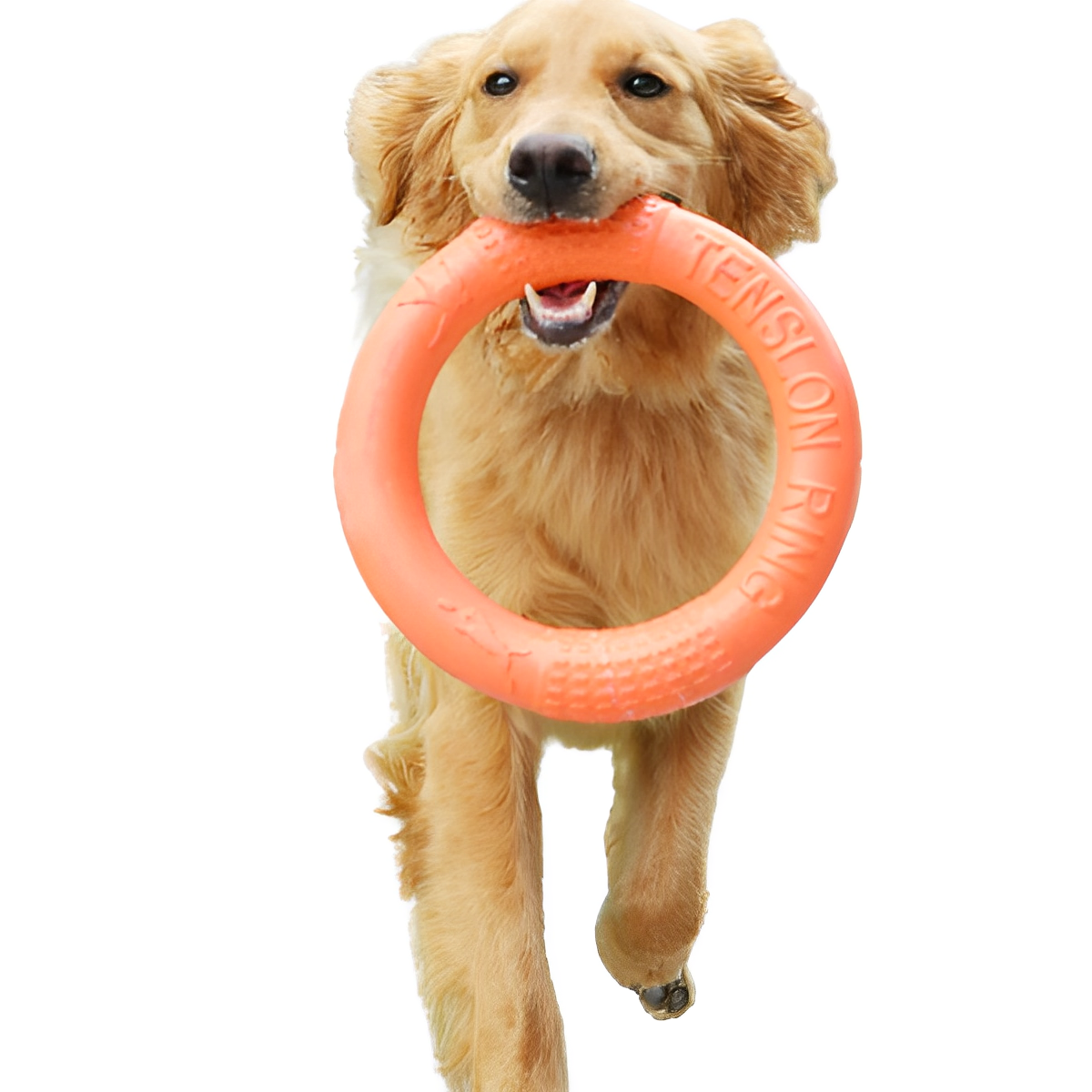 Juguete de disco masticable para perros
