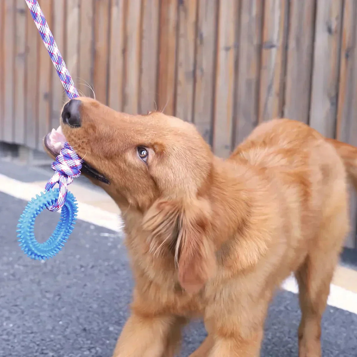 Interaktivt reblegetøj til hunde